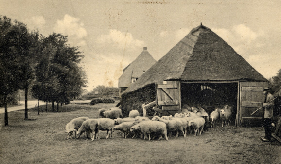Schaapskudde Anno 1939, op de foto: Willem Mouw